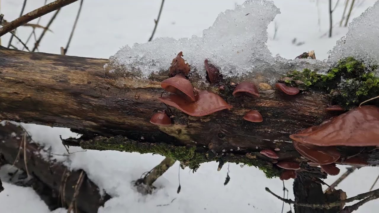 Mega stanowisko uszaków bzowych! Uszakowa kłoda nad Wisłą. #mushroom #grzyby #fungi #uszaki