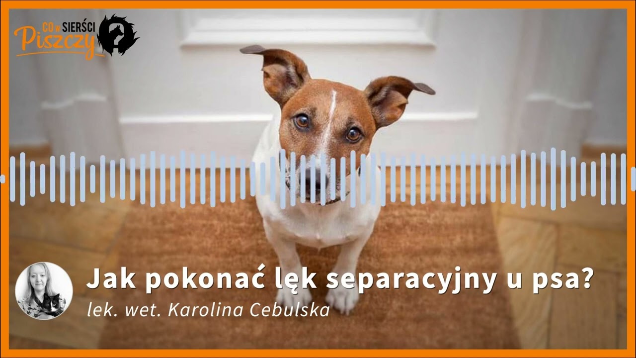 Jak pokonać lęk separacyjny u psa  | Lek. wet. Karolina Cebulska