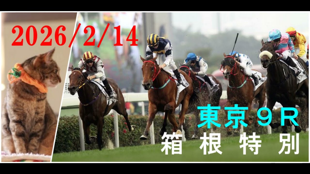 2026/2/14　東京９レース　箱根特別　枠順確定