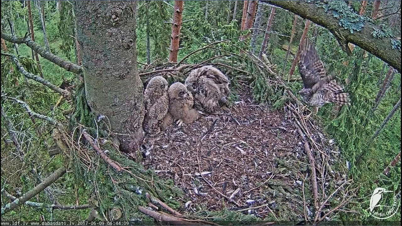 2017/06/09 06h45m ~A Goshawk visit the nest, Bubo comes~