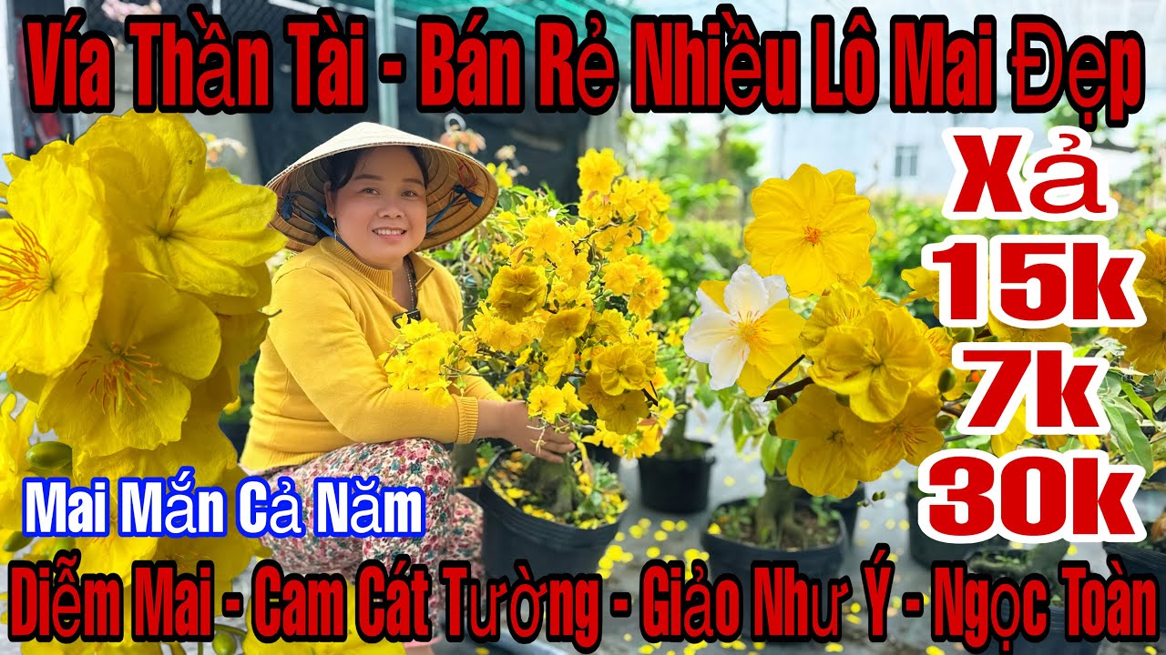 Mùng 10☎️0357410277☎️🌲Mai Vàng Giá Rẻ🌲Xả 7k-15k-30k-Diễm Mai-Cam Cát Tường-Giảo Như Ý-Ngọc Toàn…🌲