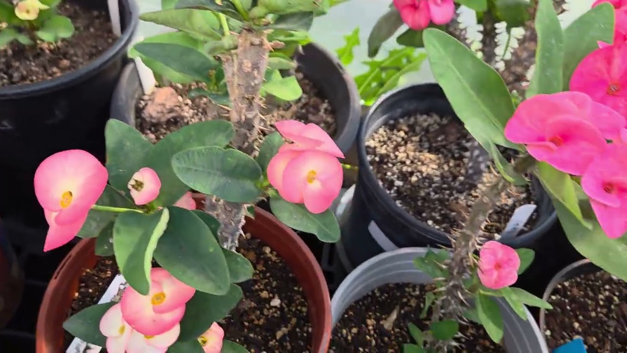3/7/2026, Llego la primavera y mis coronas lo saven, saludos y bendiciones 