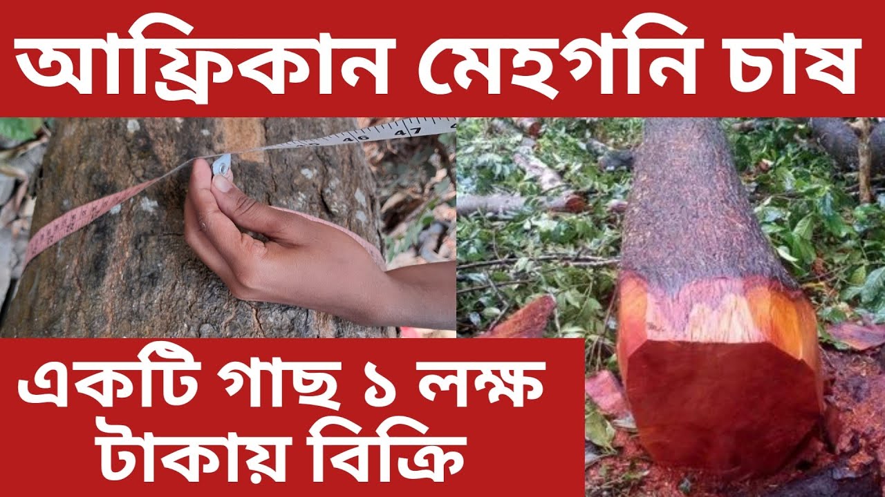 আফ্রিকান মেহগনি চাষ/African Mahogany Cultivation#agriculturaltutorial#