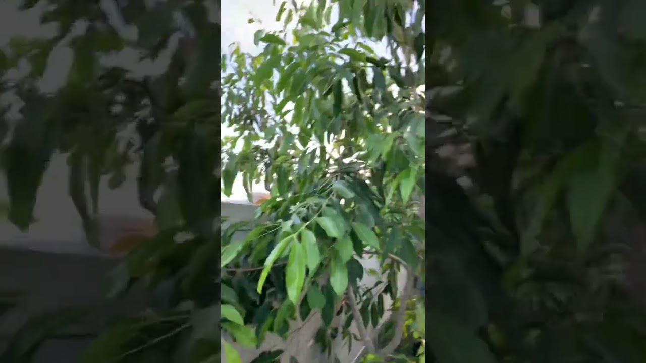 One year old Airlayer Jamun tree got fruit