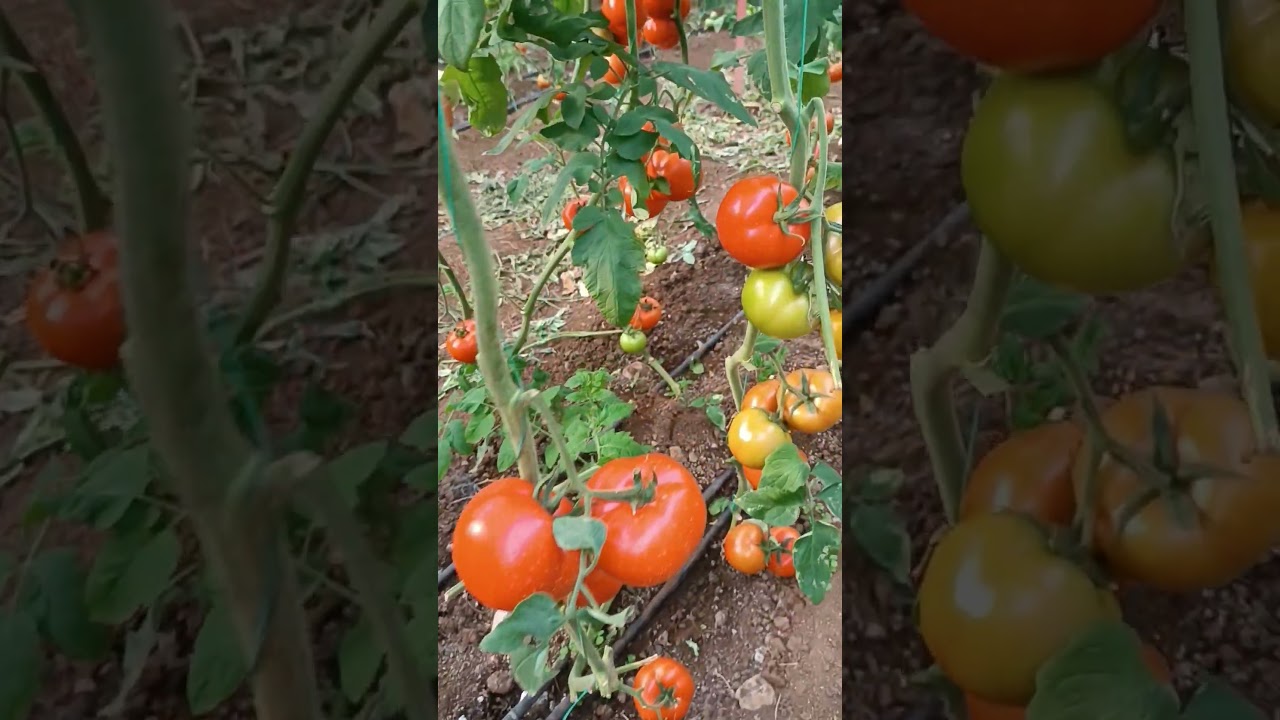 Serada domates 🍅 bizim işimiz 🙏