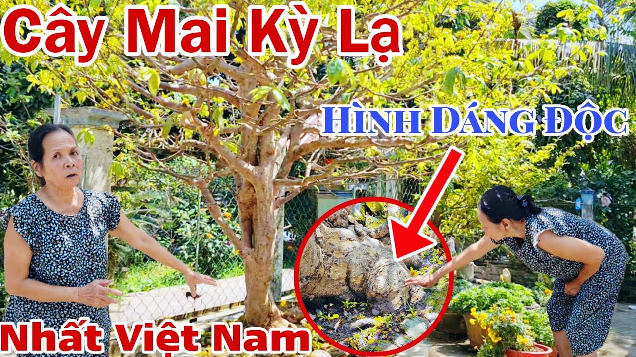 Cây mai kỳ lạ độc đáo nhất Việt Nam hiện mặt con voi , có đủ vợ chồng con cái tìm chủ sỡ hửu