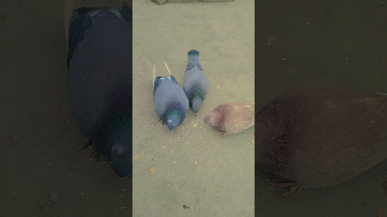 #pigeon