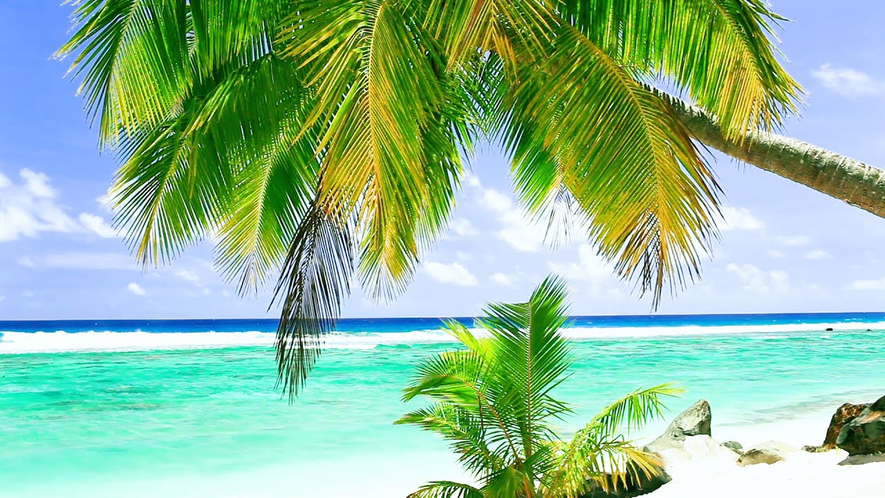 Relaxing Tropical Beach and Palm Trees | Ocean Sounds for Meditation, Study, and Sleep  | 10 Hours