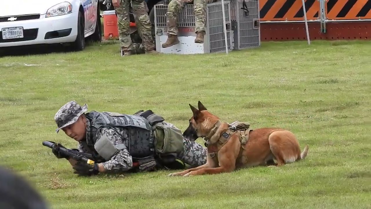 「匍匐前進（ほふくぜんしん）」する軍用犬