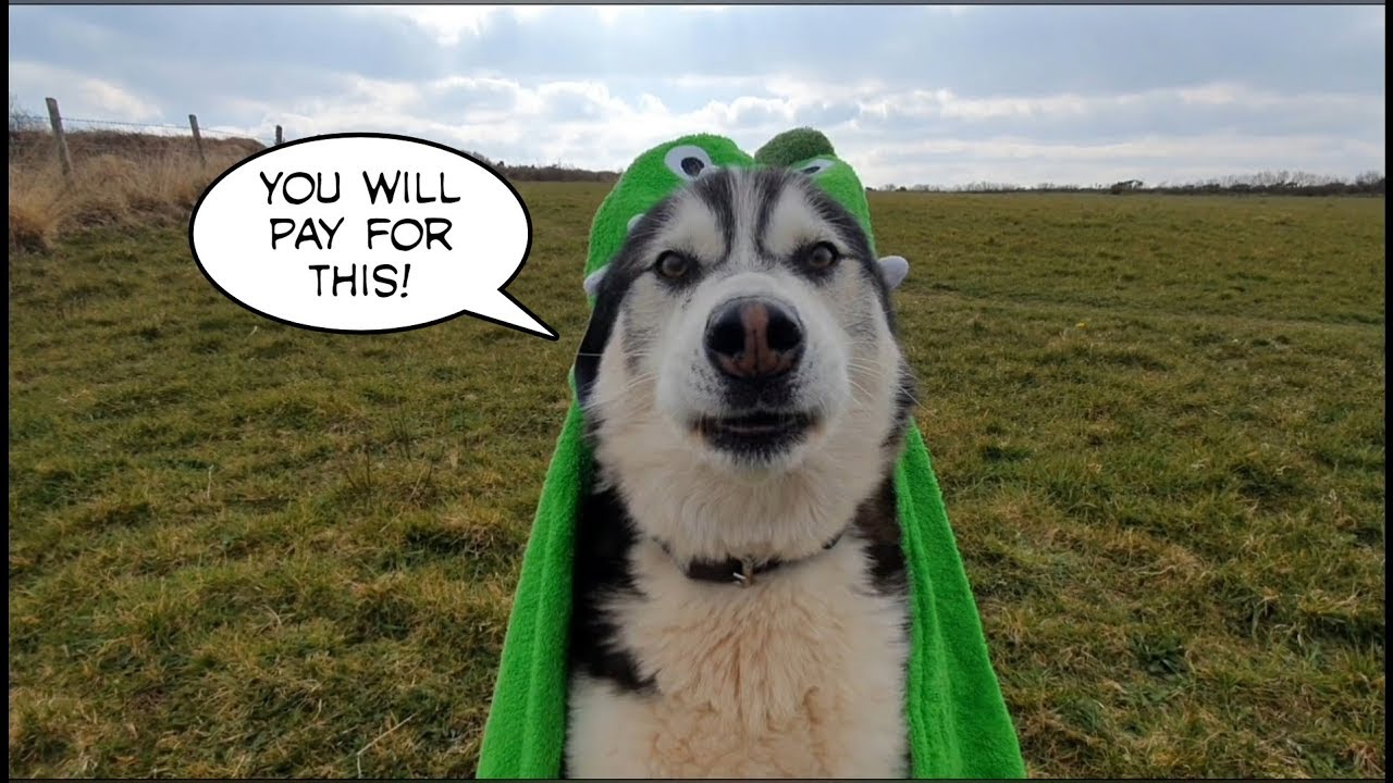 Dog opens gifts and wishes he hadn't | Time to Laugh