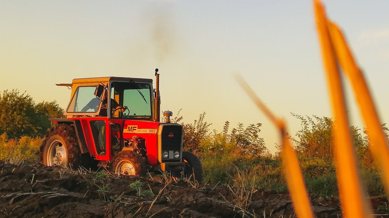 Orka pod pszenżyto 2020 ||Massey Ferguson 560 & fraugde||Agro Zetor Śląsk