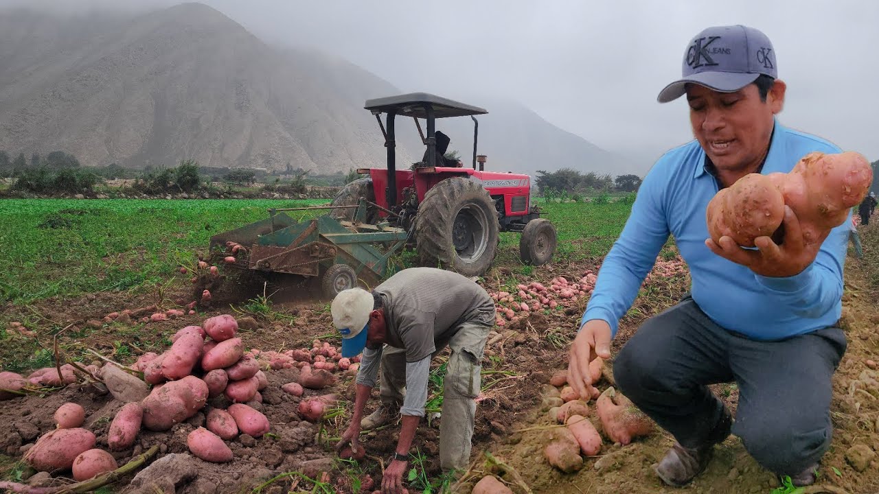 ASÍ ES LA COSECHA DE PAPA EN LA ZONA  COSTERA DEL PERÚ 🚜🧑‍🌾🥔🥔🌞🖐