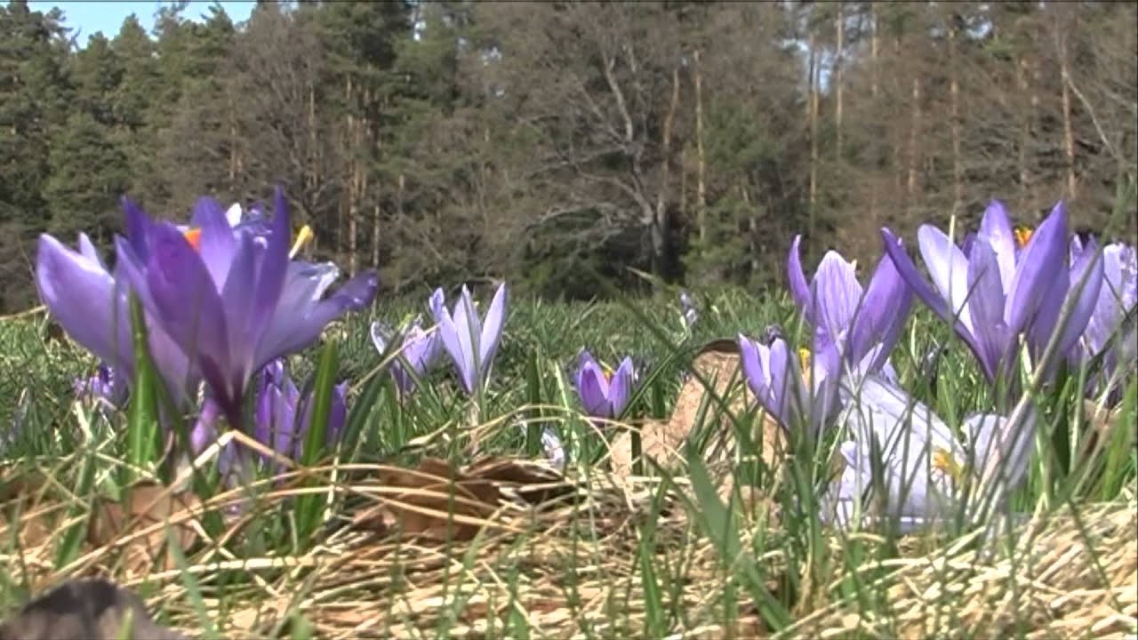 Krokusblüte in Zavelstein