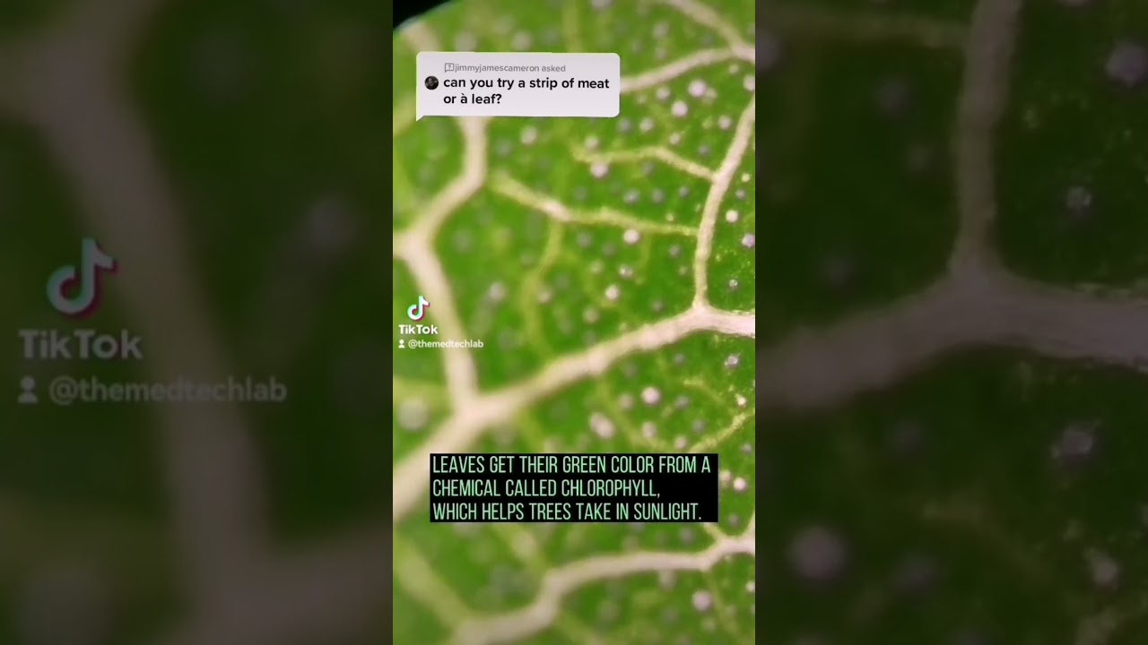 leaf under the microscope 