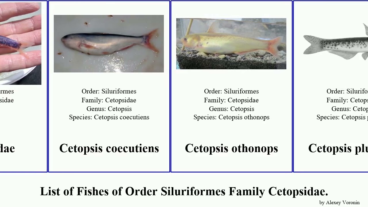 List of Fishes of Order Siluriformes Family Cetopsidae. marmoratus Cetopsis bleekeri othonops