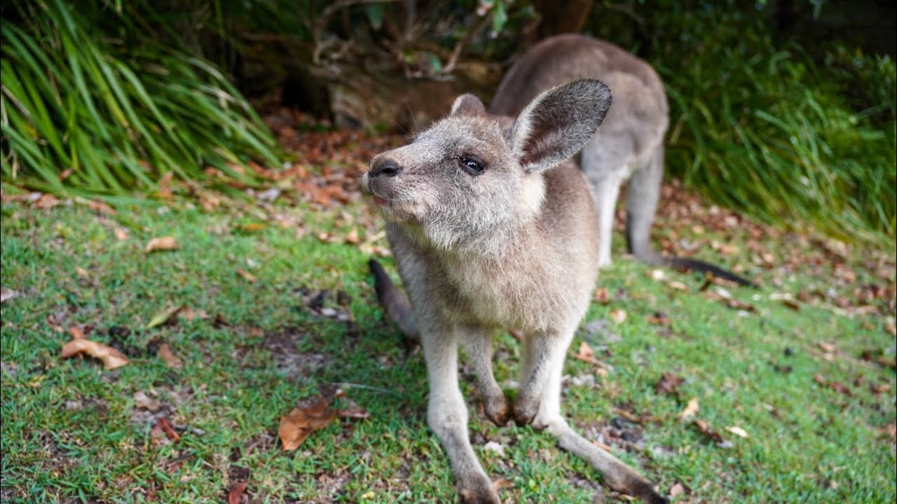 Un week-end &agrave; Jervis Bay