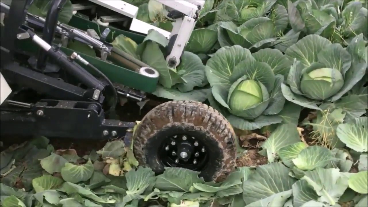 キャベツ収穫機