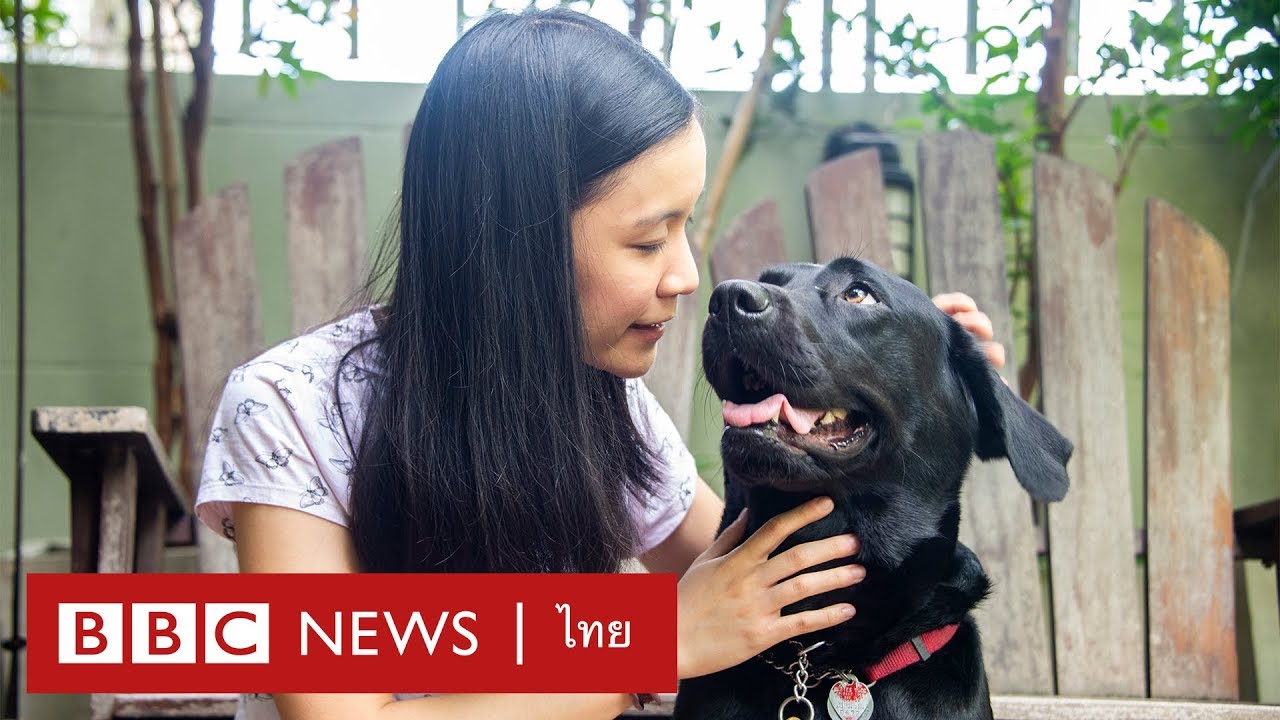 ผมชื่อลูเต้อร์ I ชีวิตในเมืองกรุงของสาวผู้พิการทางสายตากับสุนัขนำทาง - BBC News ไทย