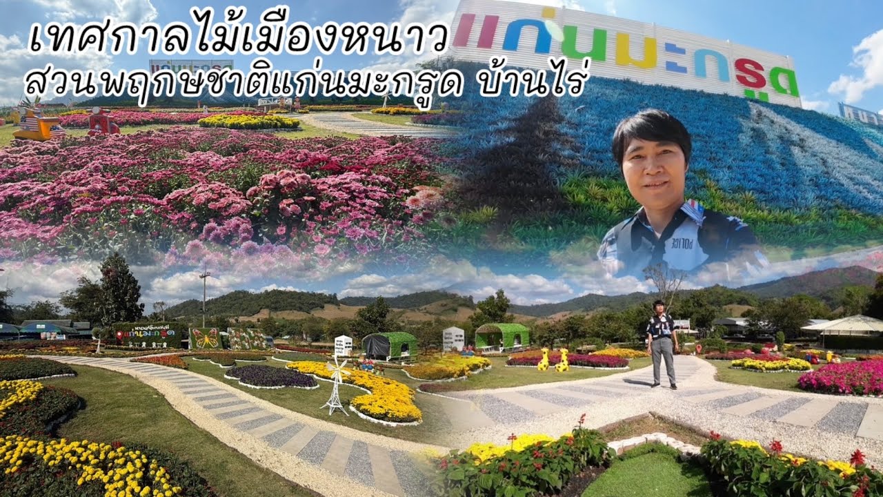 แก่นมะกรูด ปี 2568 | เทศกาลไม้เมืองหนาวแก่นมะกรูด บ้านไร่ อุทัยธานี #แก่นมะกรูดปี2568 #แก่นมะกรูด