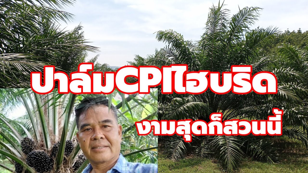 ปาล์มCPI ไฮบริด อายุ5ปีของคุณพ่อ รุณ อำเภอนาจะหลวย ปลูก9×9 งามสุดๆ