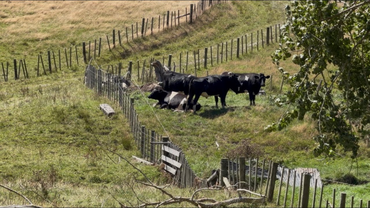 Steer Escape Prevention: Upgrading Electric Fence with a Smart One-Way Design