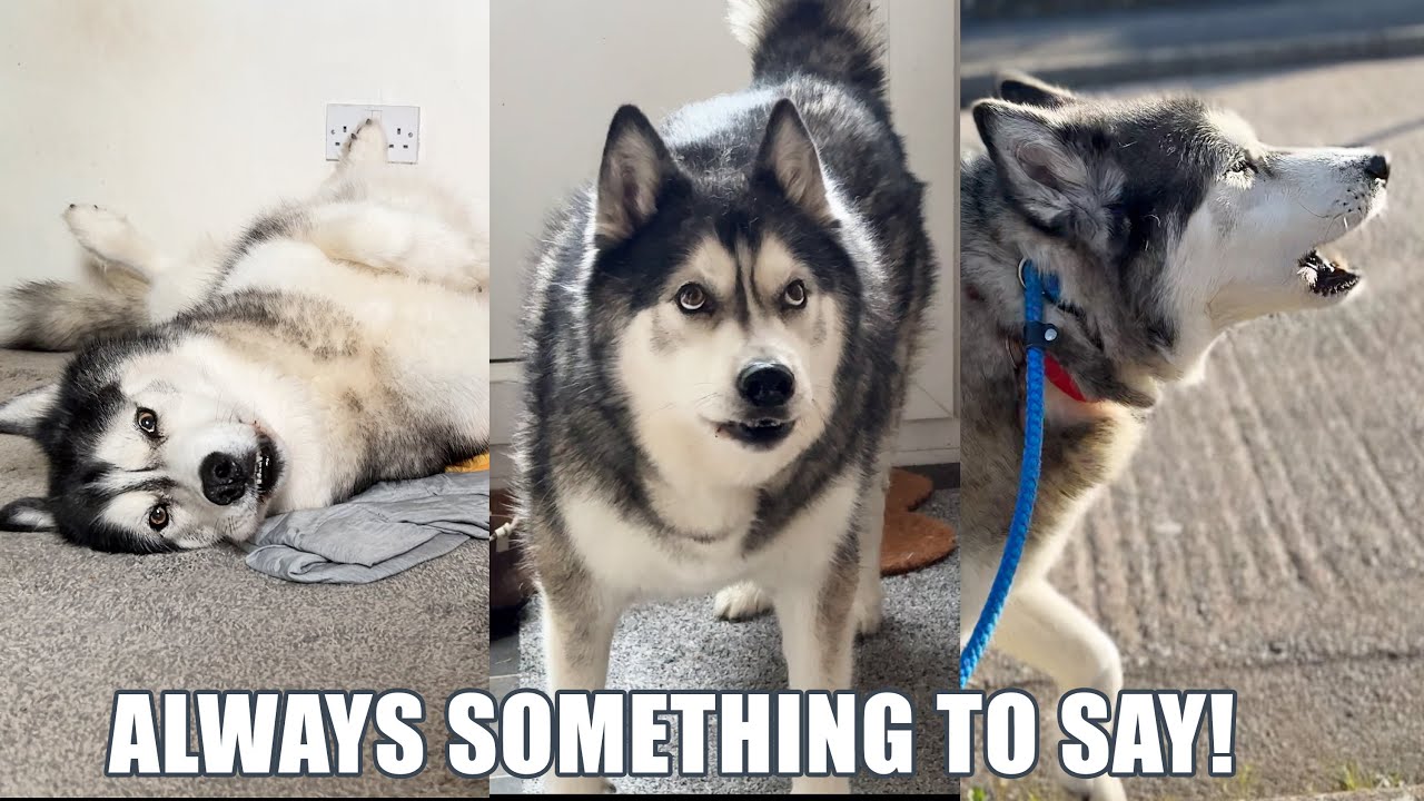 A Day in The Life Of A Talking Husky!