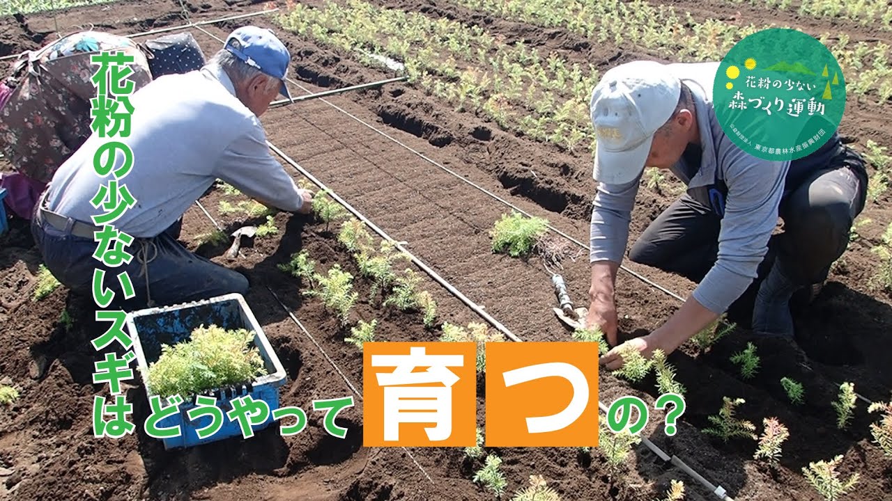 花粉の少ないスギはどうやって育つの？