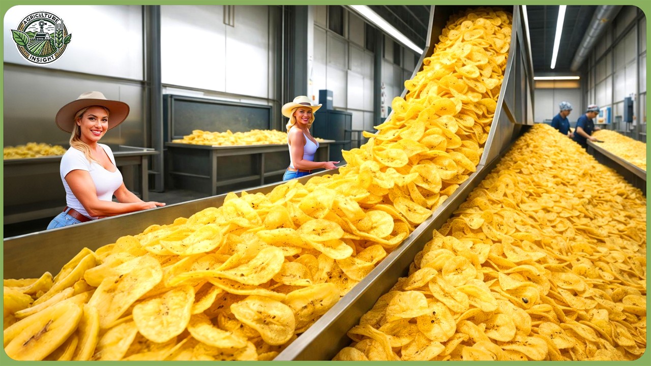 How 216 Million Tons of Fruit Are Harvested & Processed Every Year - Massive Modern Factories