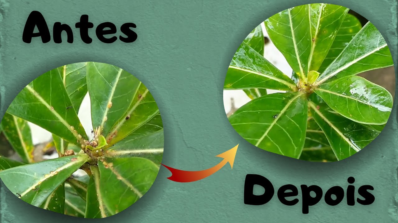 ✓Acabe de Vez Com FORMIGAS e COCHONILHAS na Sua ROSA DO DESERTO!!