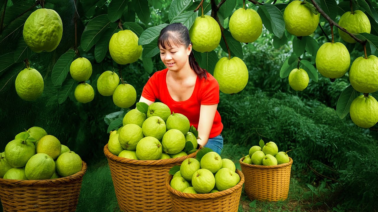 Harvesting Sweet Guava and Going to the Market – Cooking and Relaxing on the Farm