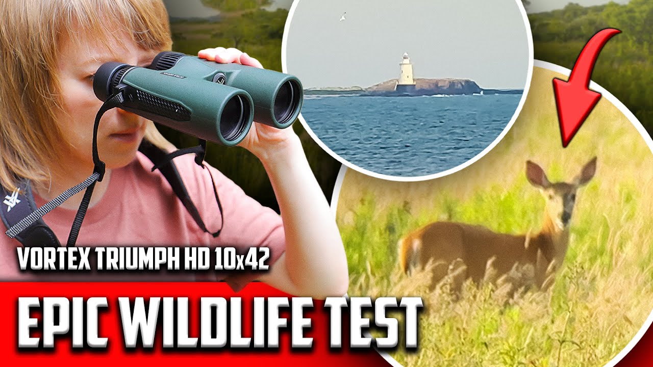 Can a Budget Binocular Beat Premium? Vortex Triumph HD 10x42 Real Wildlife Field Test
