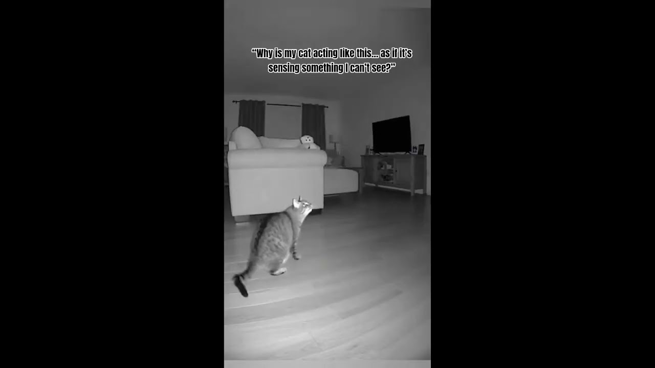 Cats are vigilant guardians of children Selection 1