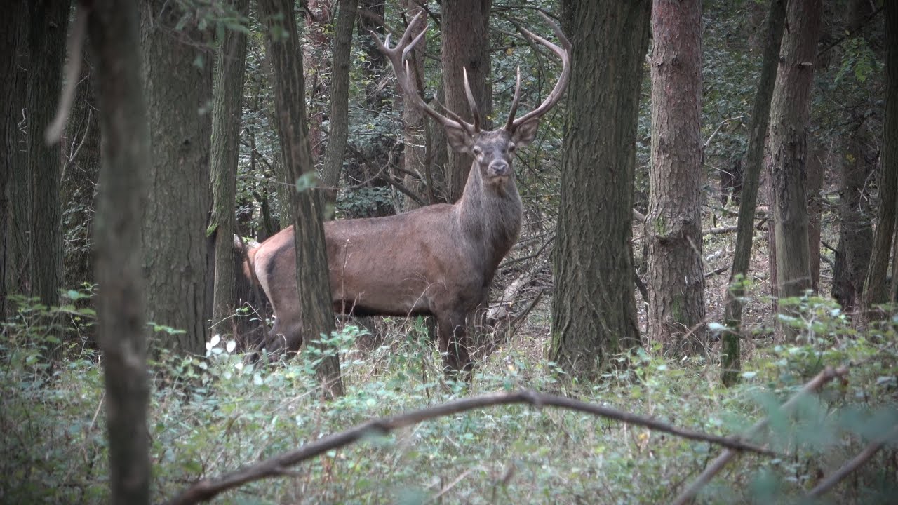 Hirschbrunft 2024 in Ungarn - Das ist Bogenjagd