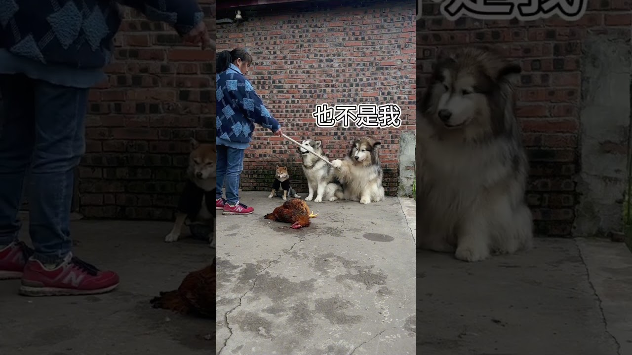 Who is the murderer of the chicken? #Alaska #husky #old friend's dog #pet #pets #Liang Bin's canine.