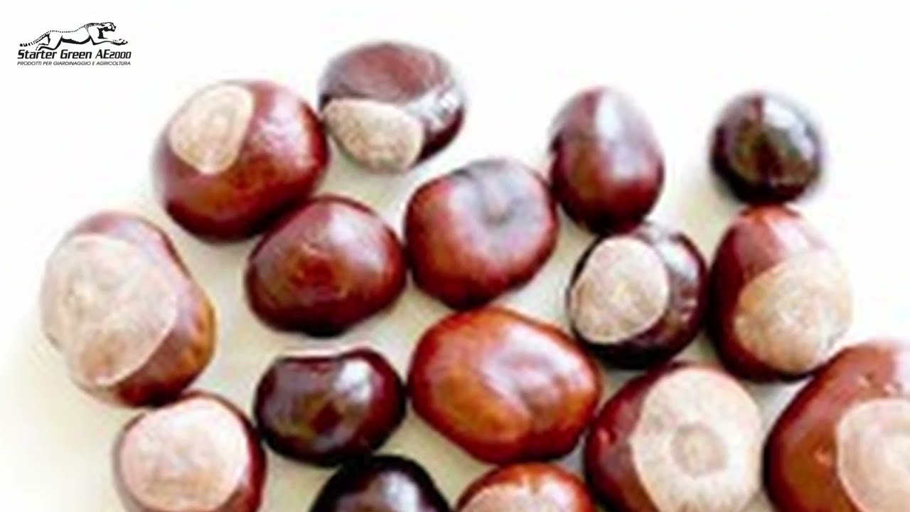 Le castagne