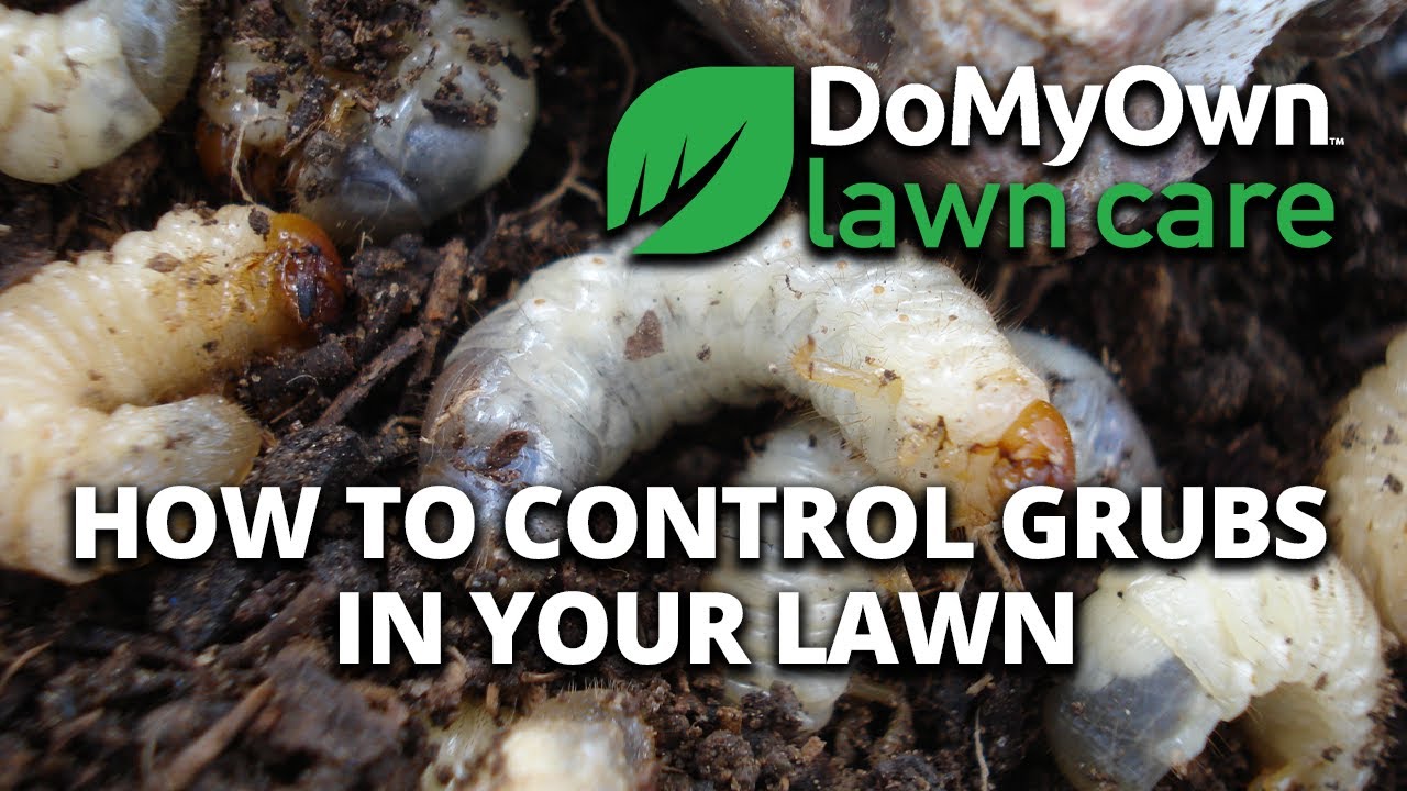 Lawn Grub Treatment | DoMyOwn.com