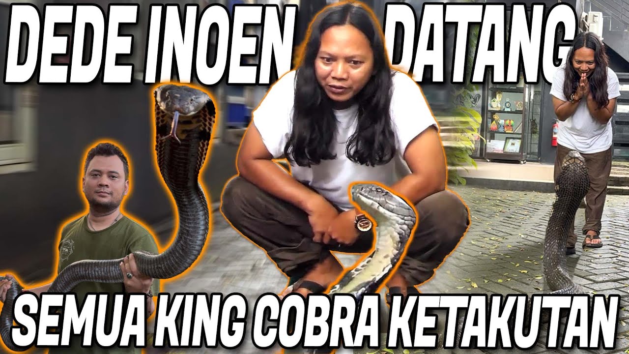 SEMUA KING COBRA TAKUT SAMA DEDE INOEN‼️SAAT DUA PAWANG BERSATU