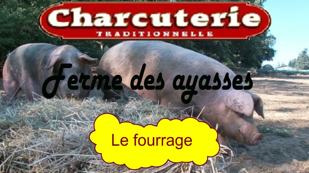 Distribution de Fourrage
