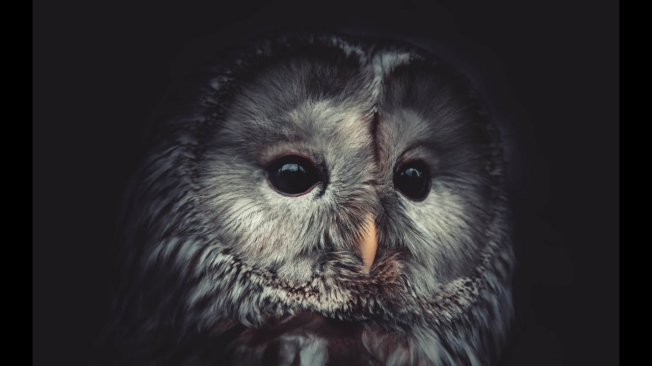 Day & night hunting, tips & new products in HD