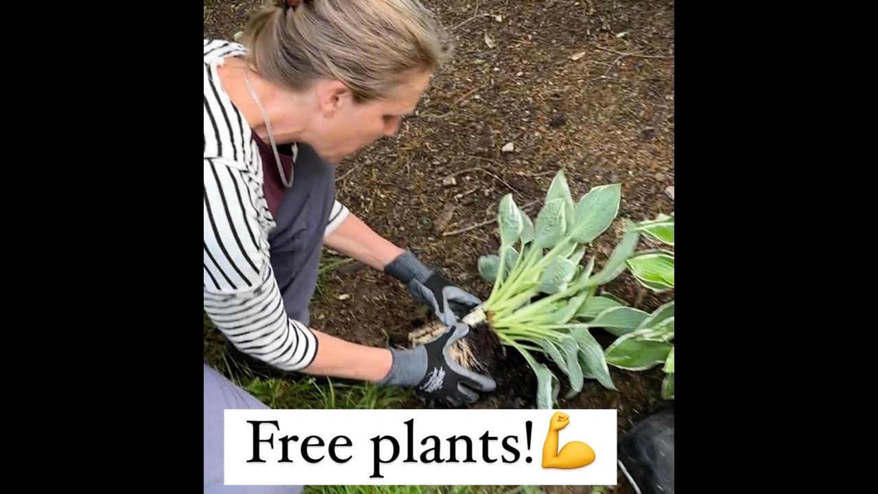 How To Divide Plants (Right Out Of The Pots!)