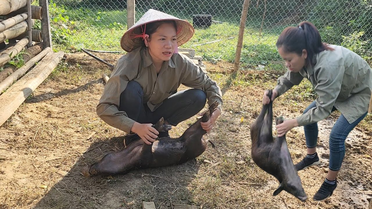Mai's pig suddenly became lifeless, Mai found a veterinarian to give the pig an injection