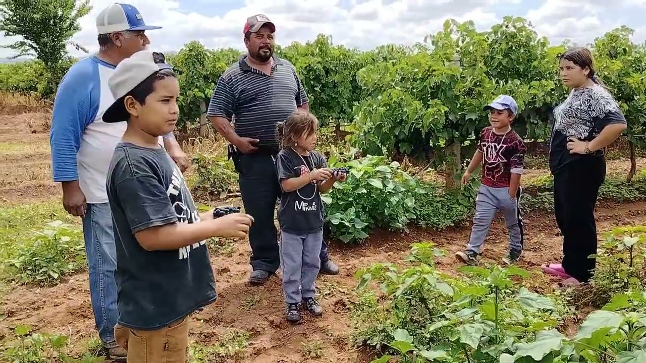 Fuimos a visitar ami tío y nos llevo a su  parcela de uvas