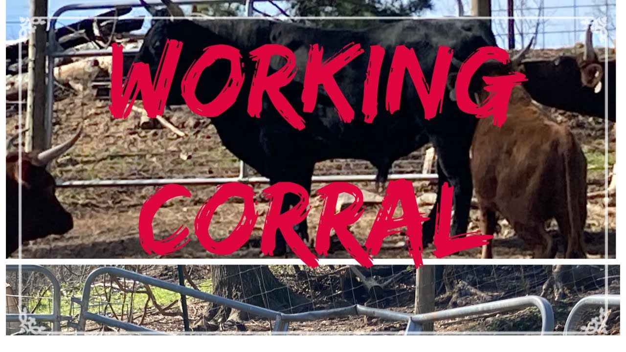 Setting Up A Corral For Livestock. Head Gates, Chutes and Multi Species: Goats, Pigs, Cows, Sheep