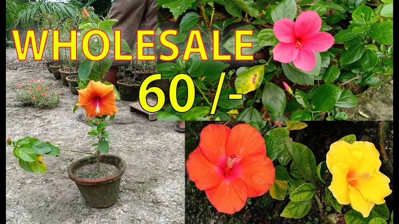 Whole sale hibiscus plant market