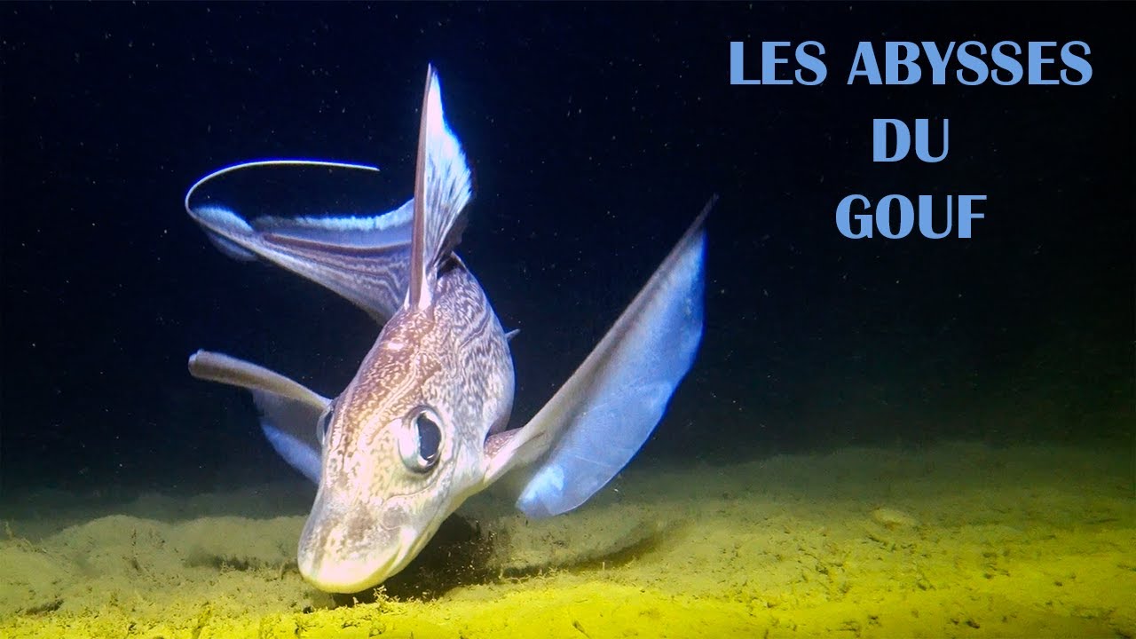 Dans les abysses du Gouf de Capbreton