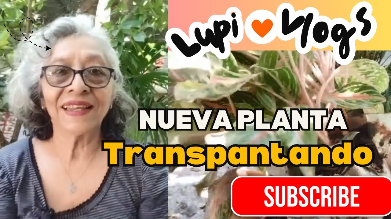 Les presento NUEVA PLANTA trasplantado