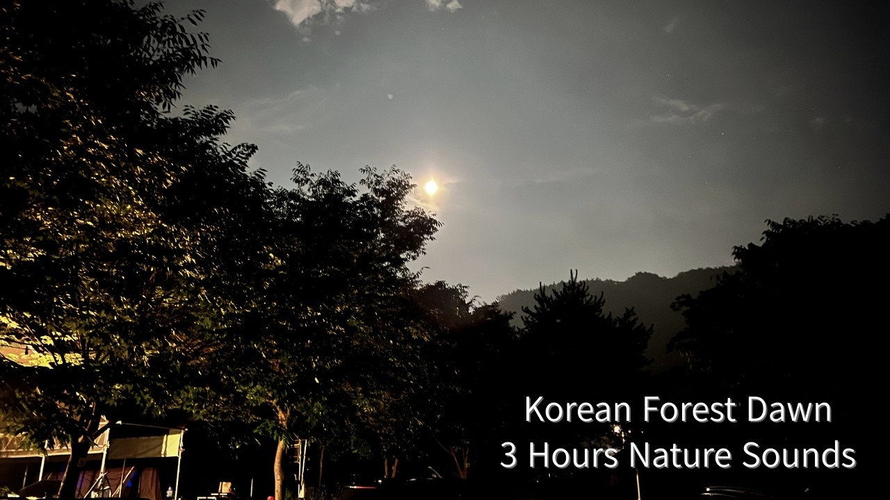 Korean Forest Dawn Sounds 🌿 Spring Morning Birds & Breeze | 3 Hours Nature Ambience for Sleep, Relax