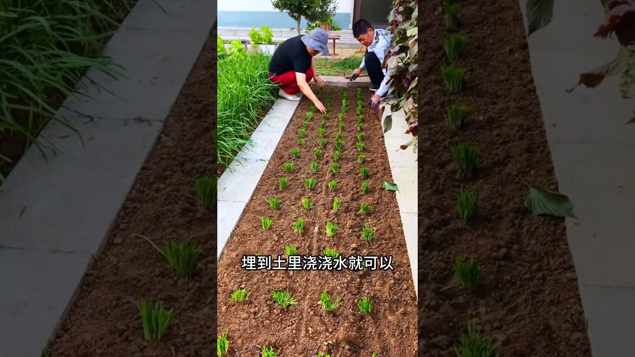 It&rsquo;s better to grow delicious chives yourself #MySmallVegetableGarden#Recording my planting life.