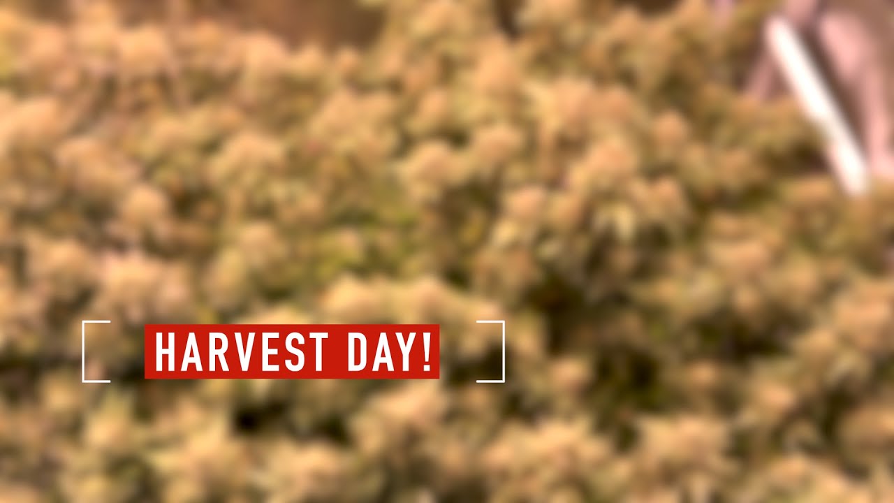 Grow Strong Cup - HARVEST DAY