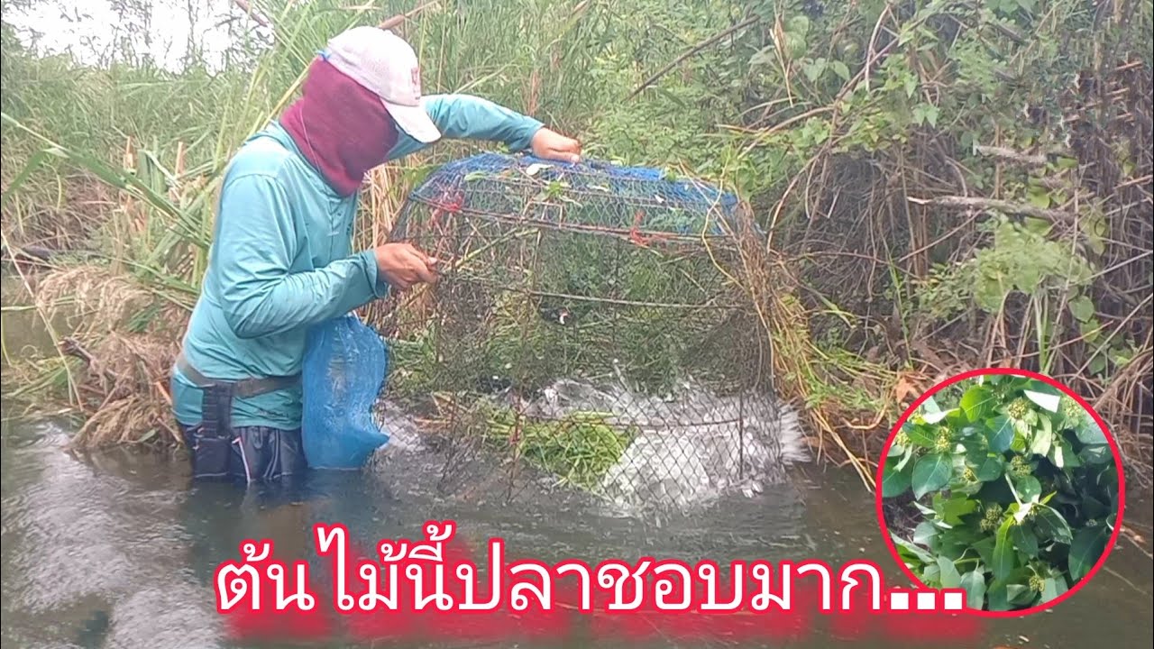 แจกสูตรดักปลาตะเพียน ปลาตะเพียนชอบกินมากหญ้ายางอึ่ง